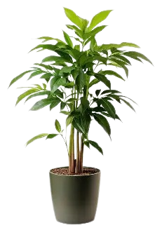Plant Pot